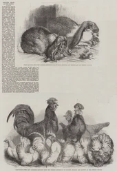 Poultry Show at the Crystal Palace